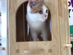 -藏猫猫咖啡主题馆(中央大道店)