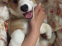 -康乐宝动物医院