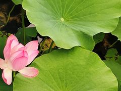 -羊亭河湿地公园