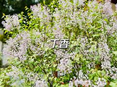 -香山公园