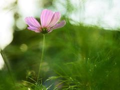 -昆山城市生态森林公园