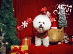 -超宠爱宠物摄影-Super pet