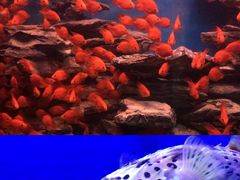 -多彩贵州城极地海洋世界