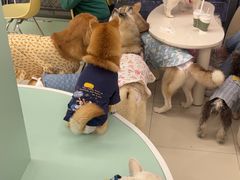 -怪兽屋·羊驼·猫咖·狗咖(俊华广场店)