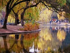 -上海共青森林公园