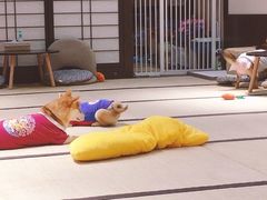 -逗柴咖啡屋·狗咖猫咖宠物桌游