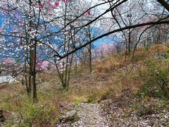 -九皇山景区