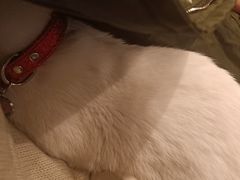 -猫小院猫主题咖啡厅(北锣店)