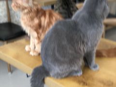 -平行世界·猫咖(首经贸店)