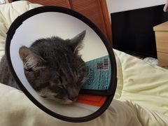 -艾贝尔宠物诊疗