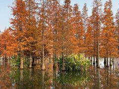 -白鹭湾湿地公园