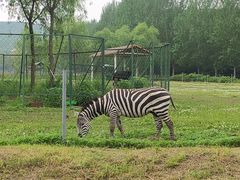 -哈尔滨北方森林动物园