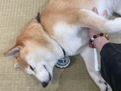 -逗柴咖啡屋·狗咖猫咖宠物桌游
