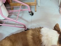 -我爱猫咪·猫咖·狗咖·安哥拉兔·羊驼咖(小寨华旗店)