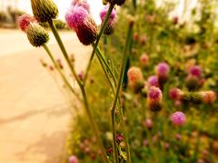 景点-杨柳青园艺科技博览园