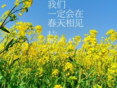 -喜杨洋草莓采摘园