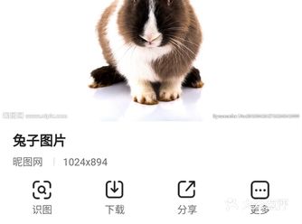 我站在兔窝旁仔细观察兔子，发现兔子的眼睛是红色的