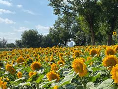 -长白岛森林公园