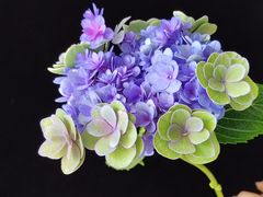 -循礼门鲜花花市(武汉循礼门店)