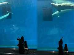 -芜湖新华联大白鲸海洋公园