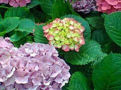 -上海鲜花港