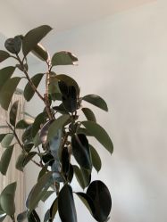 -HEYAN长风荷妍专业脱毛美肤

