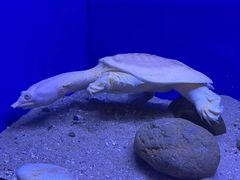 -上海海洋水族馆