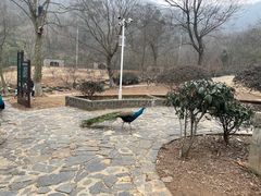 -南京老山国家森林公园