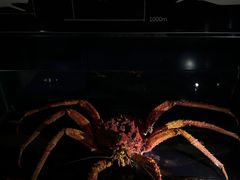 -同济大学四平路校区深海探索馆