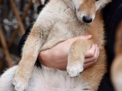 -柴犬高等学院·狗咖·柴犬售卖·宠物训练