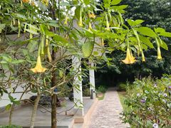 -中国科学院西双版纳热带植物园