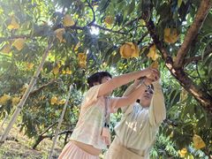 -老袁家蜜桃农场·阳山水蜜桃