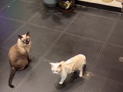 -猫小院猫主题餐厅(南锣旗舰店)