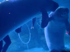 -烟台海昌鲸鲨海洋公园