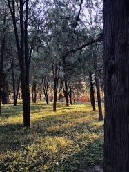 -青稚护手霜QINGZHI
