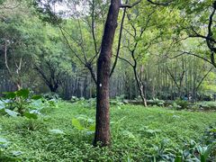 -深圳湾公园(南山区)