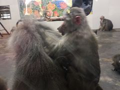 -西安秦岭野生动物园