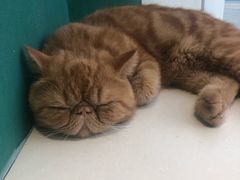 -飞行喵MR PILOT|猫舍·猫咖(静安大融城店)