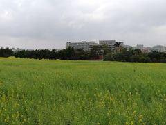 景点-光明小镇欢乐田园