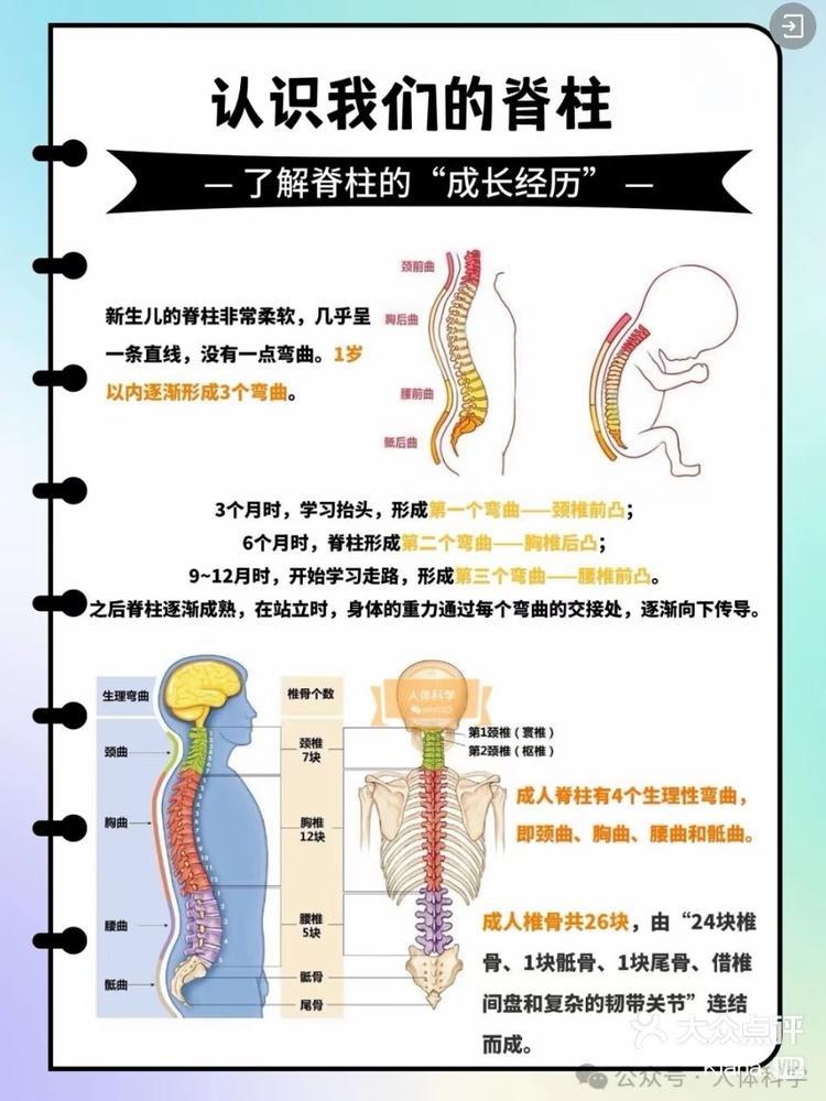 胸椎后凸正常范围图片