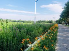 -大兴滨河森林公园