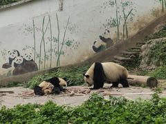 -中国大熊猫保护研究中心雅安碧峰峡基地