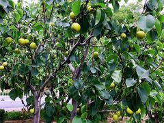 -天津东丽湖风景区