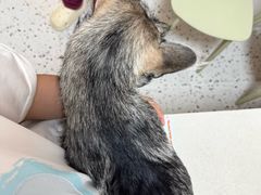 -瑞派康怡24h宠物医院·犬猫医疗中心·微创绝育(瑞景分院)