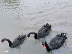 -鹅湖玫瑰文化园