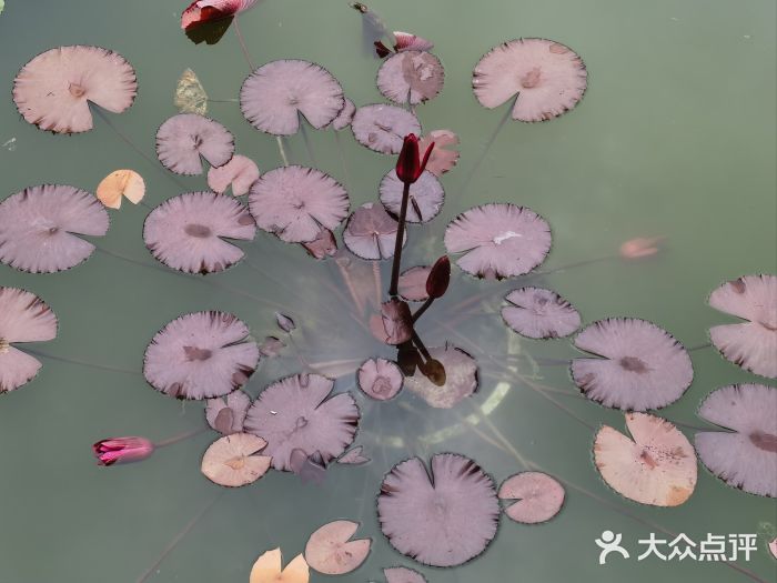 国家植物园南园图片