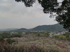 -香雪海