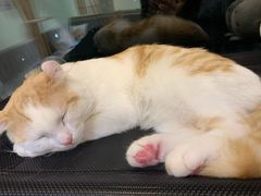 -猫和宫(六道口店)
