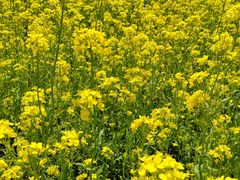 景点-兰陵国家农业公园