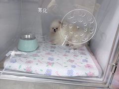 -北京派仕佳德动物医院·超导核磁·CT·神经科·骨科·内外科·急重症管理中心